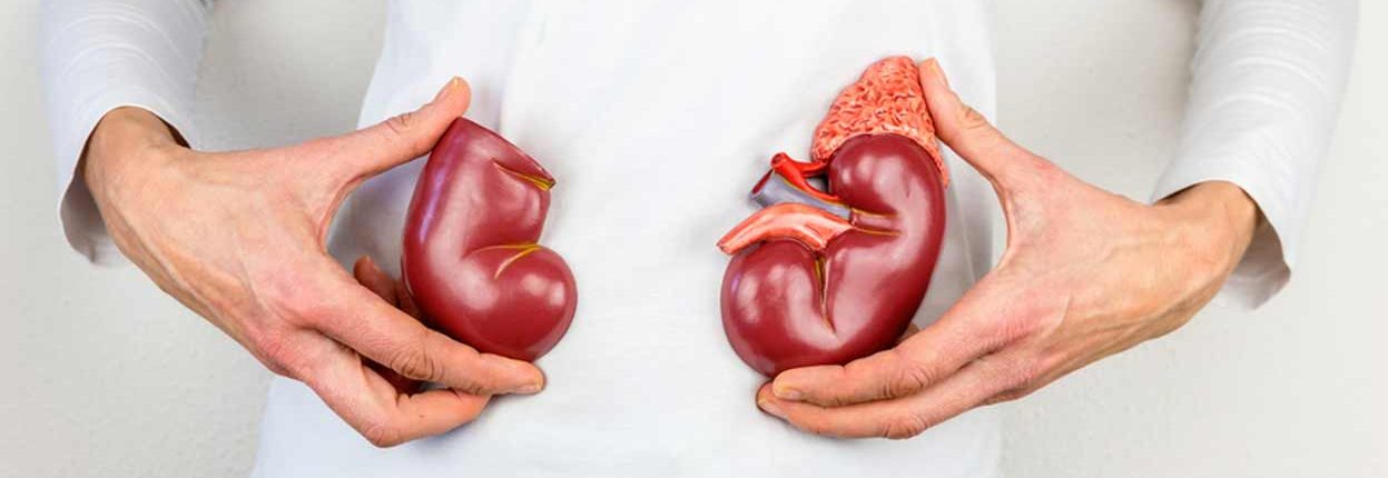 renal transplantation procedure