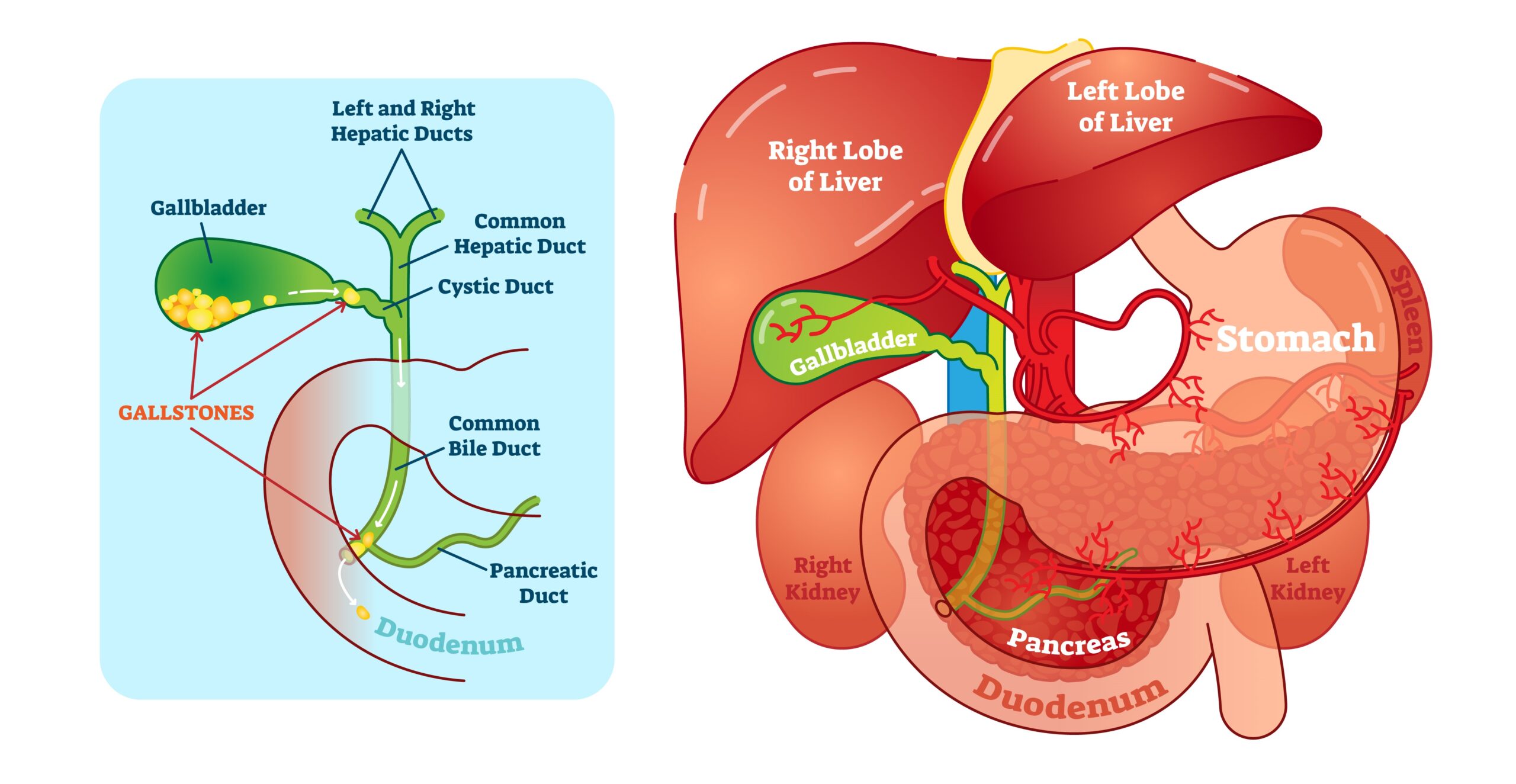 liver surgeries