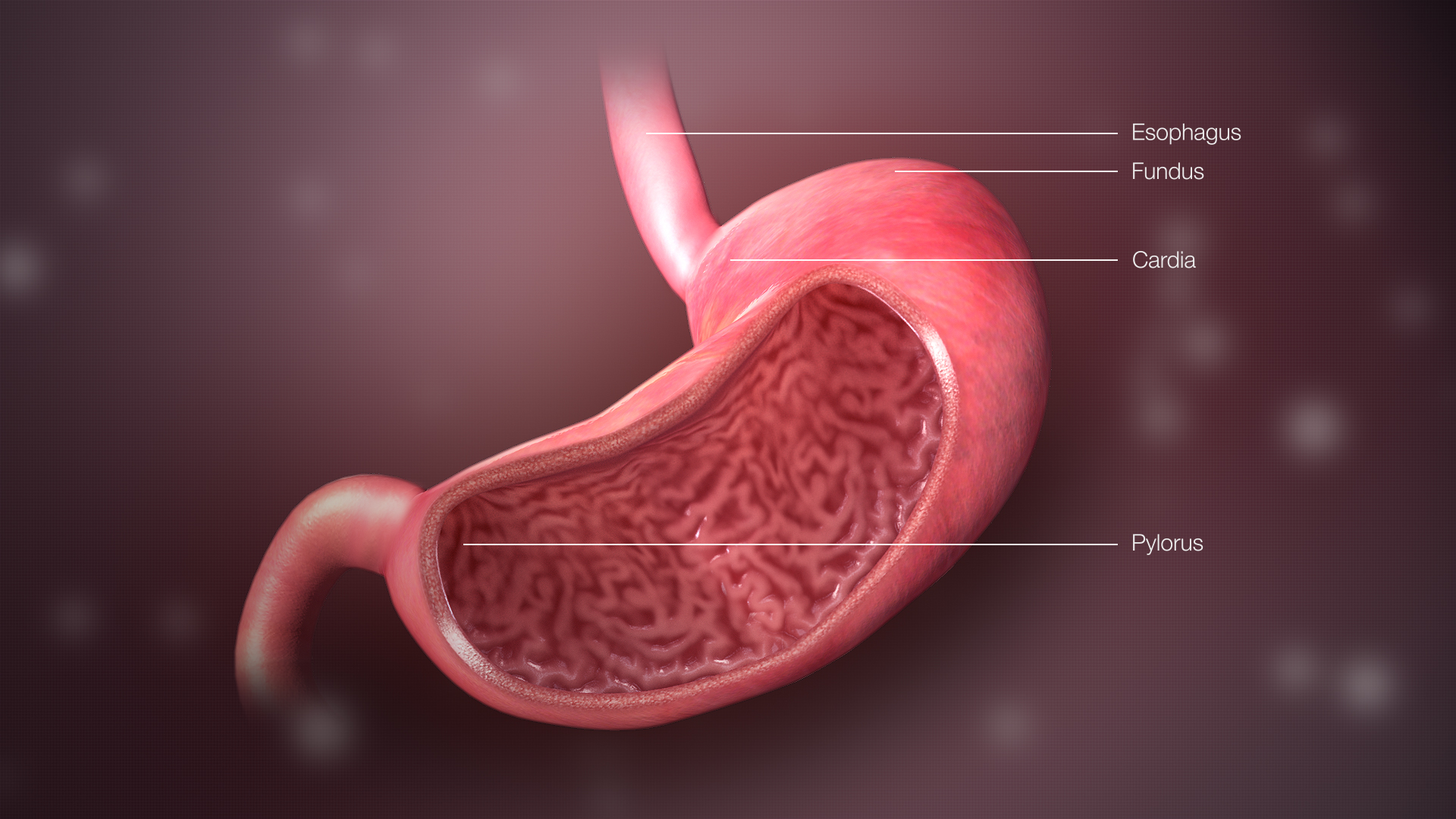 gastric ulcer treatment